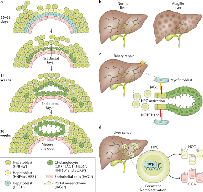 NatRevGastroHep's tweet photo. New content online: Pathobiology of inherited biliary diseases: a roadmap to understand acquired liver diseases https://t.co/bOLgnNsvvq https://t.co/IK6uoCnSBK