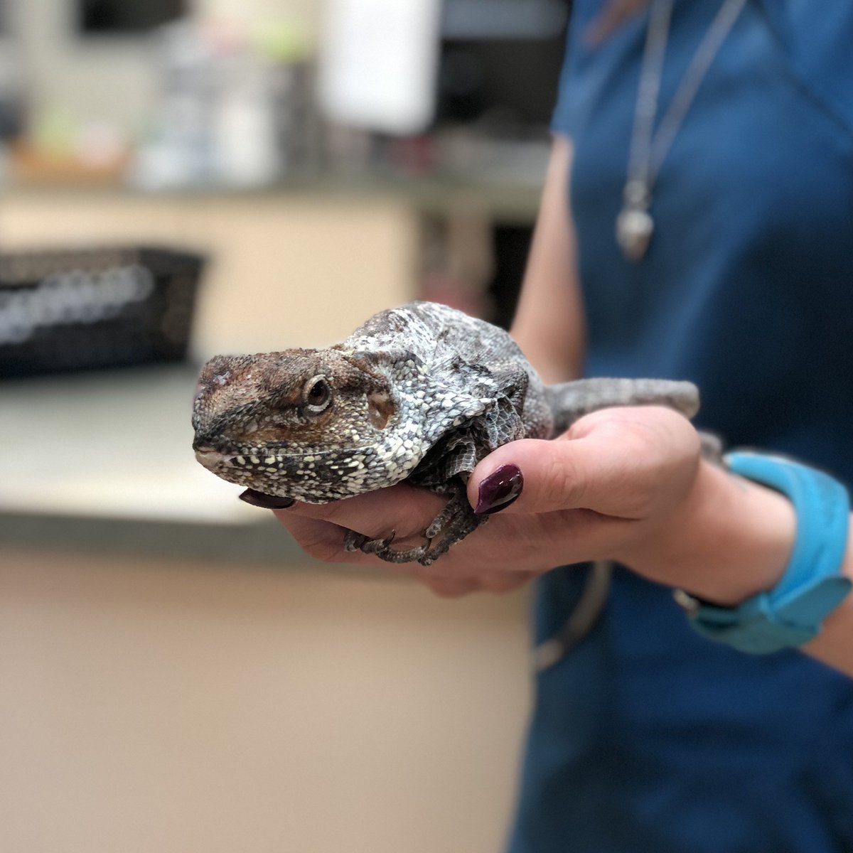 On a quick Canadian shoot for our NVA client (uhh, for the record, not pictured here). You’re lookin’ at a Frilled-Neck Lizard – possible distant relative of the one that starred in Jurassic Park. (We're in the presence of greatness.)