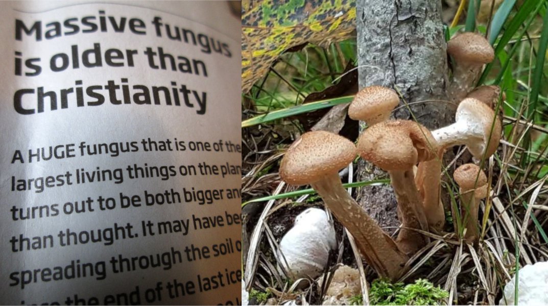 Remy Dean 🏴☠️ (@deanauthor) on Twitter photo "Massive Fungus is Older than Christianity"
- my favourite recent headline <a href="/newscientist/">New Scientist</a>
- here is the online article which also says it is "larger than thought" 🤔 newscientist.com/article/218229… #EnvironmentDay "Massive Fungus is Older than Christianity"
- my favourite recent headline <a href="/newscientist/">New Scientist</a>
- here is the online article which also says it is "larger than thought" 🤔 newscientist.com/article/218229… #EnvironmentDay