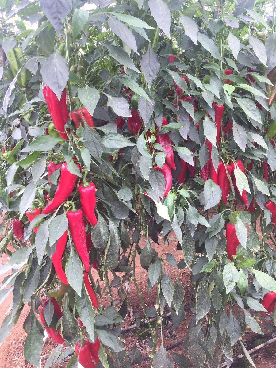 Mad about ❤️idolisa❤️ from Rijk Zwaan Hellas