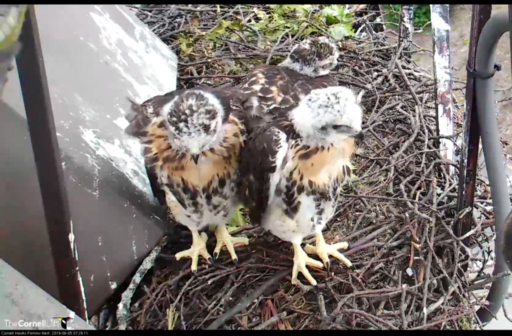 <a href="/WOWosprey/">Wings Over Water Osprey Education Program</a> Check out  <a href="/CornellHawks/">CornellHawks</a> now.  The 3 nestlings will fledge soon!