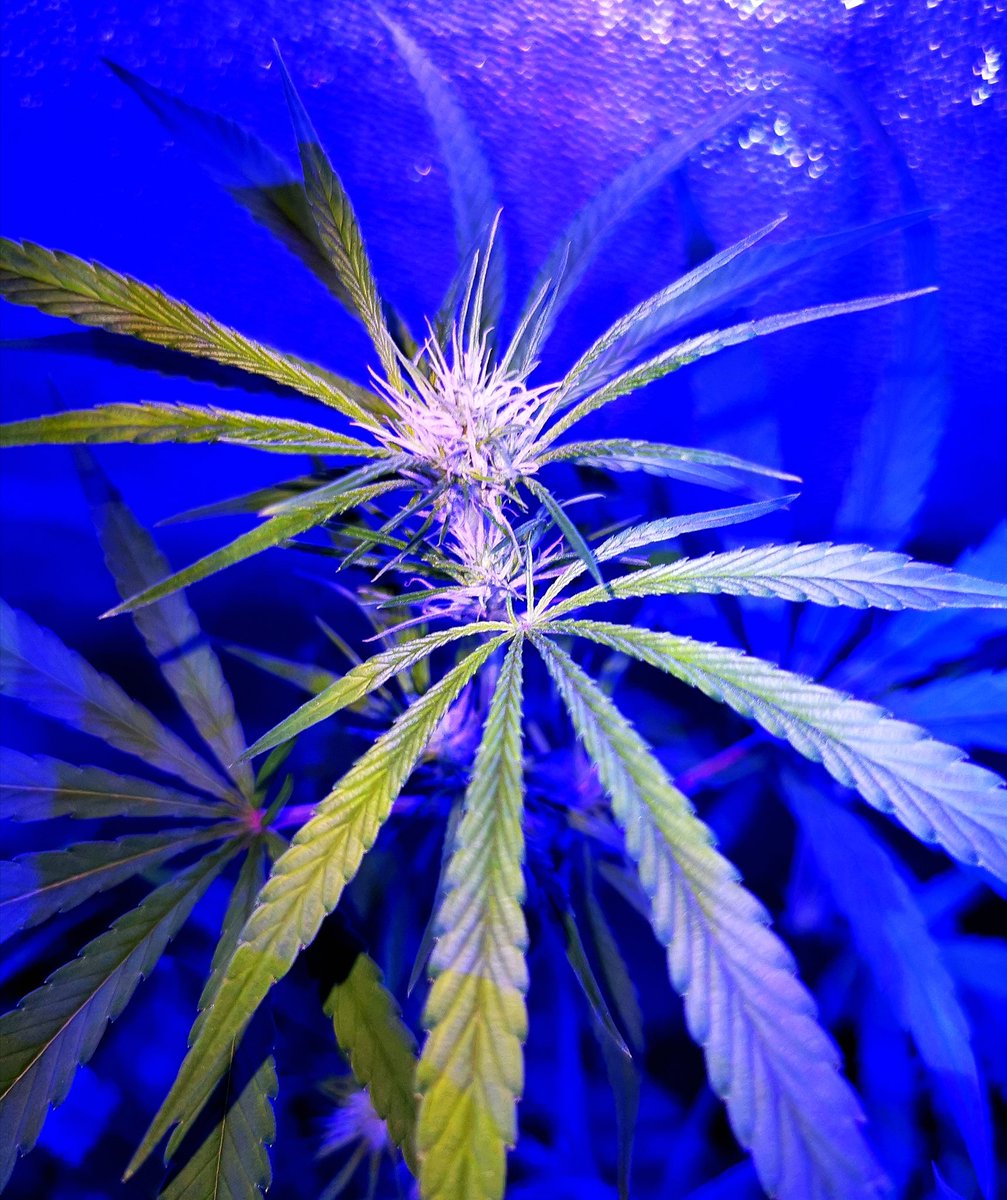 Raro Genetics Farm® tweet media