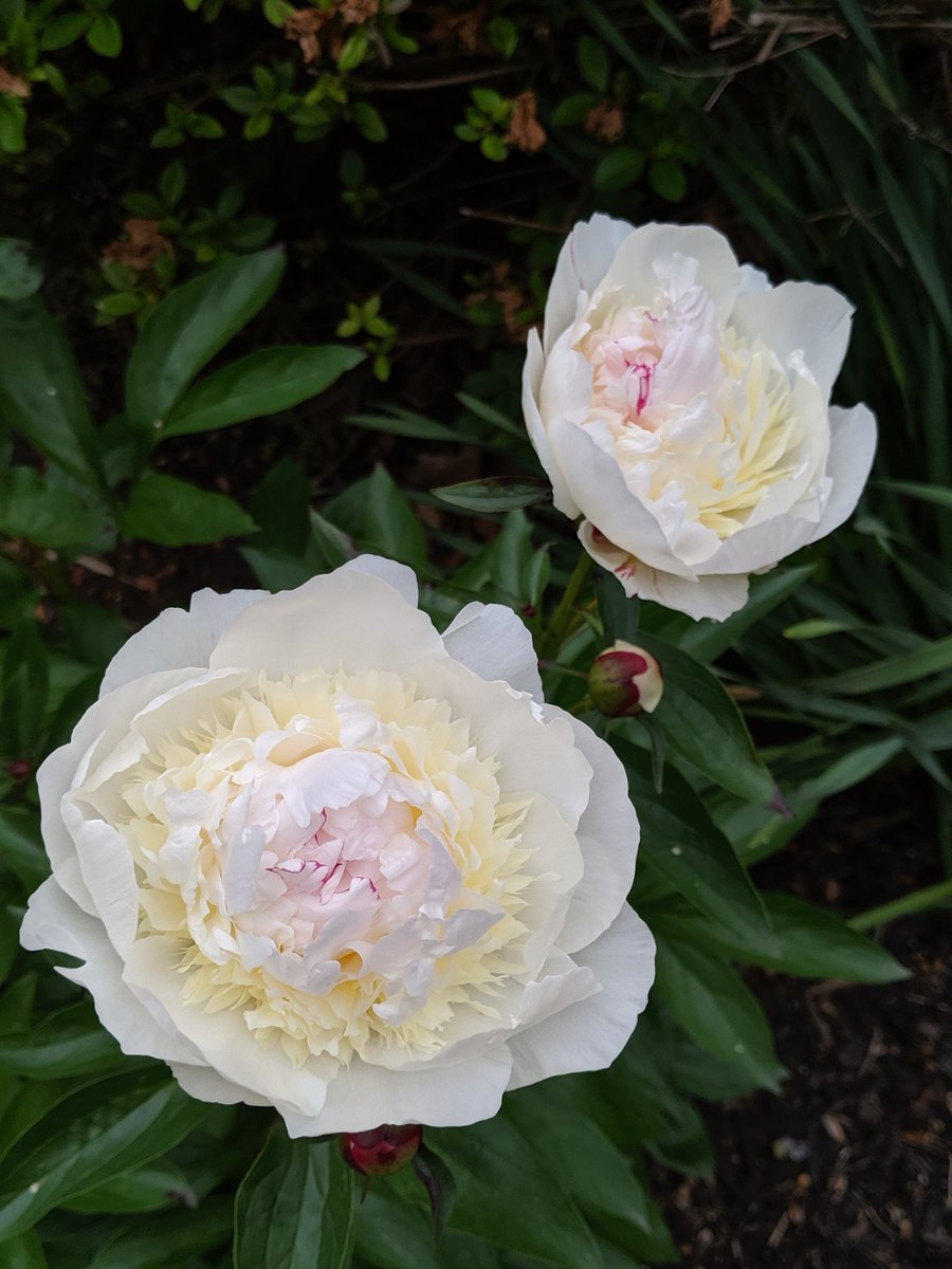 angelinas_art's tweet photo. Peonies are blooming!!! Side note, how do you pronounce peonie? Pee-ah-nee or pee-oh-nee?? #spring #Summer #flowers #nature #beauty #flowers #garden #WorldEnvironmentDay #doublebloom #love #stopandsmelltheroses https://t.co/A0P2PwwkEc