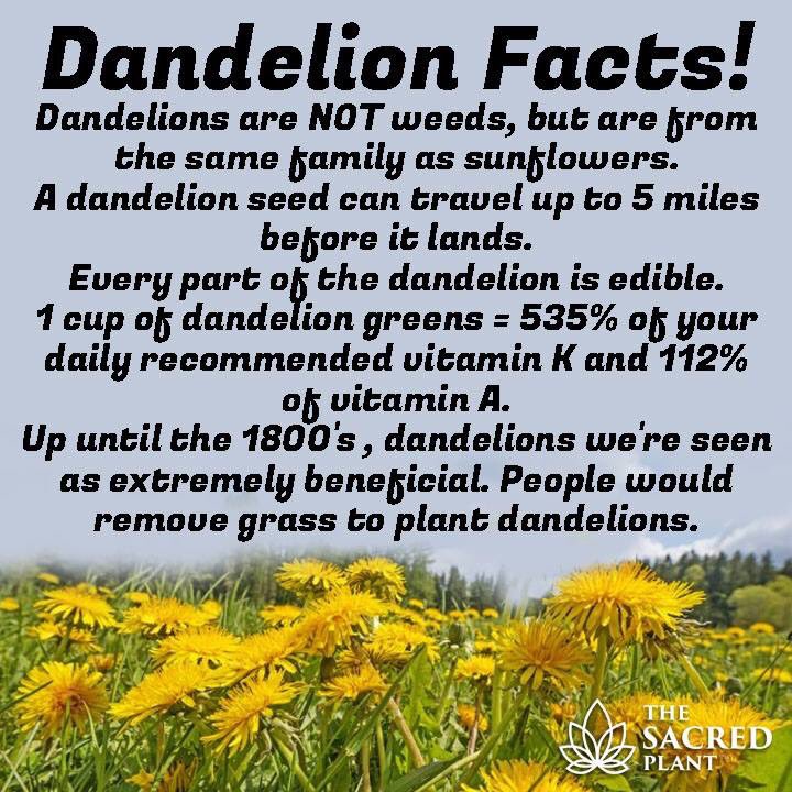 Moornutrition's tweet photo. Did you know these facts about dandelions? #Wednesdaywisdom #dandelions #nosprays #SuddenImpactNutrition https://t.co/OqtFULDbpA