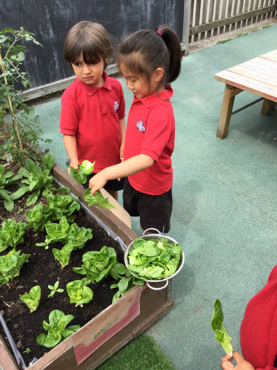 BGS_LowerSch's tweet photo. Harvesting our lettuce and delivering it ready for lunch tomorrow #BGS_Nursery #BGS_EYFS #Salad #organic https://t.co/EWthrFVZVl