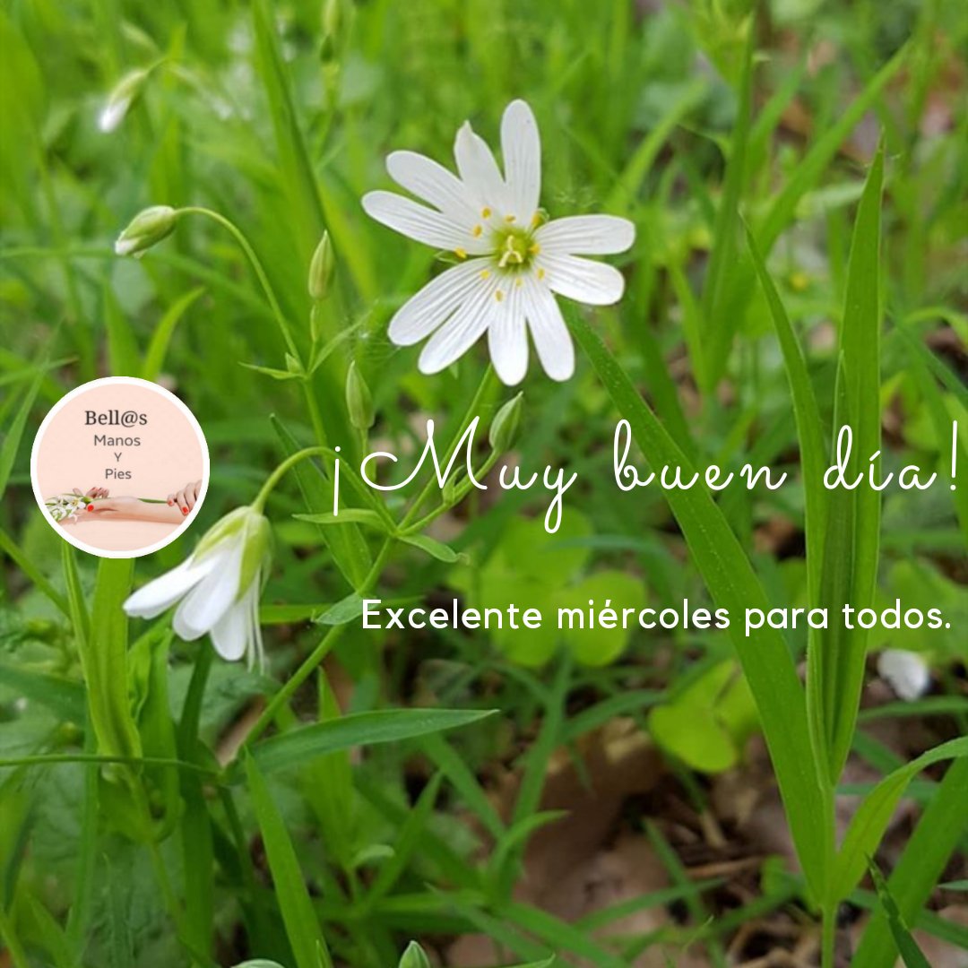 BellsManosyPie2's tweet photo. Que tengan una excelente jornada.
#ADomicilio #ZonaNorte #ZonaNoroeste #GranBsAs #Belleza #Salud #Unisex #Estetica #Pies #Manos #Pedicuria #Manicuria #Extensiones #Esculpidos #Acrilico #Gel #Polygel #Esmaltado #Tradicional #Semipermanente #Capping #Dipping #Acripie https://t.co/wqvvEjk5vh