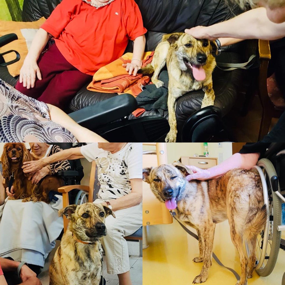 ❤️🐾 Tiergestützte Therapie 🐾❤️

Ausbildung zum Therapiehund mit 
Josy 😍 und Mr.Big 😍

#hundeschule #SitzPlatzSteh #hundeschulesitzplatzsteh #sonjagrüter #dogcompany #dogsoftwitter #hunde #cavalierkingcharlesspaniel  #kangalmix #therapie #tiergestützteTherapie