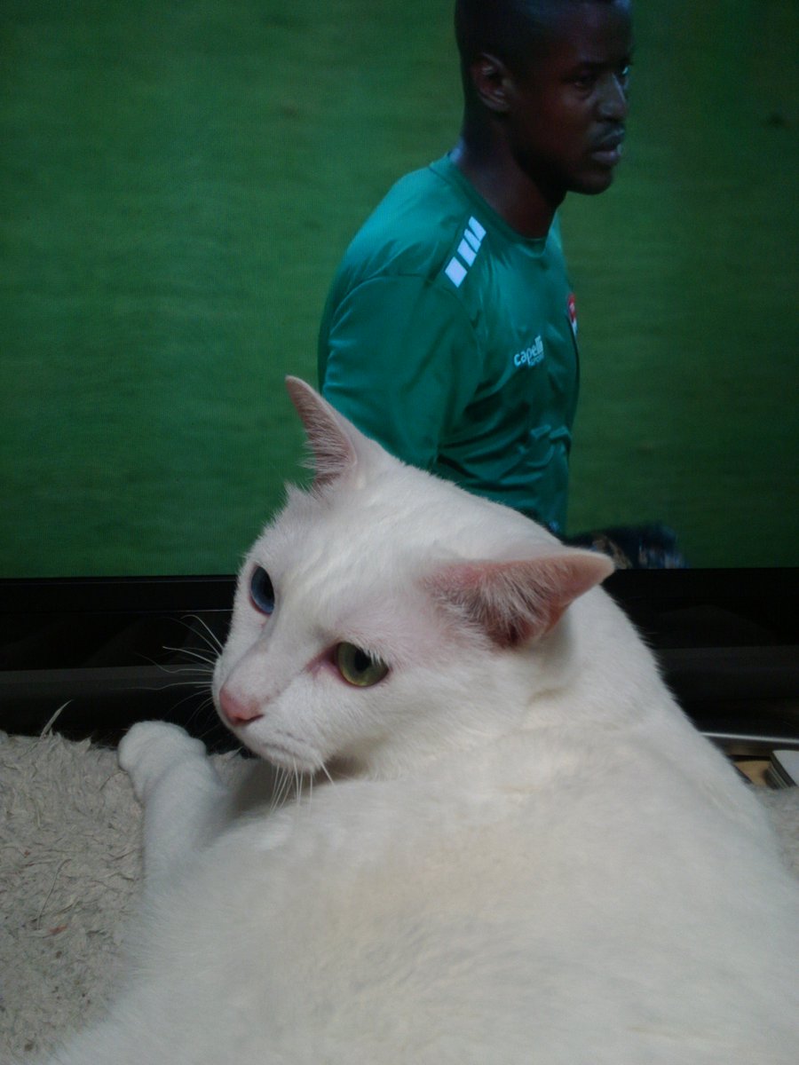 ট ইট র 有馬啓太郎 ちなみに うちの猫 にマイクロチップ埋めに行ってたんですけどね そこで判明したんですよ うちのユリアムロが病院に通っているネコの中で最大だって 元から体格がでかくて ボス猫 という種類のネコ って先生に言われてたんですが