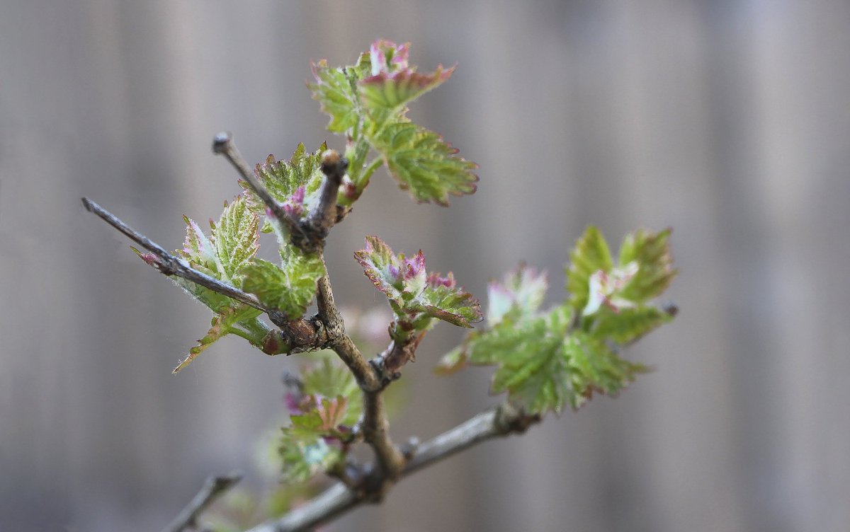 Colleen_Ashley2's tweet photo. #Grapevine #Bud #GermanicVariety #SpatBurgunder #PinotNoir #CheshireGardenLife #WSET https://t.co/3iQW0Dl1OC