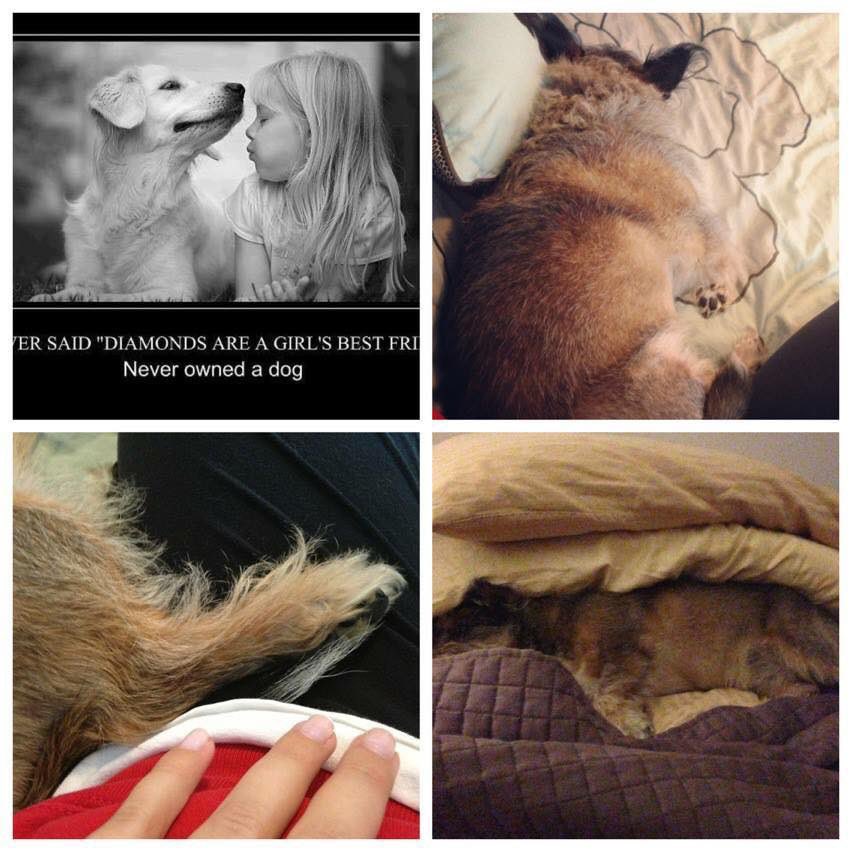 stacyfagioli's tweet image. Happy 11th birthday to my best friend Molly Bear! Cancer survivor, pancreatitis and arthritis warrior, cutest pupperoni, goonzer, puppy girl ever! While I didn’t know it at the time, the day you were born would change our family for the better. #mollybear #missmolly