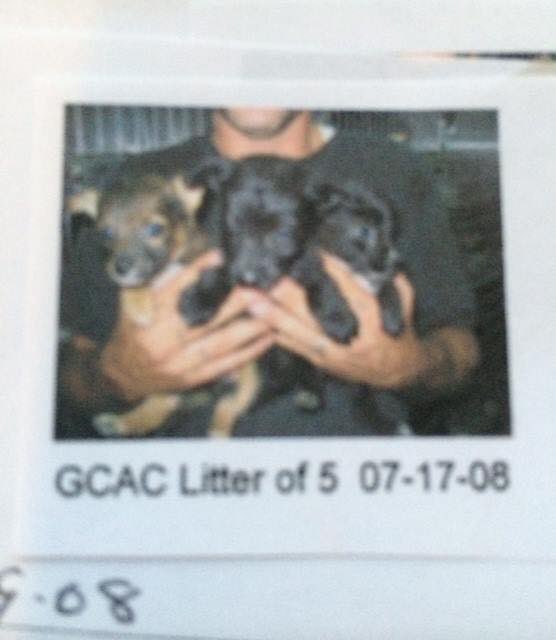 stacyfagioli's tweet image. Happy 11th birthday to my best friend Molly Bear! Cancer survivor, pancreatitis and arthritis warrior, cutest pupperoni, goonzer, puppy girl ever! While I didn’t know it at the time, the day you were born would change our family for the better. #mollybear #missmolly