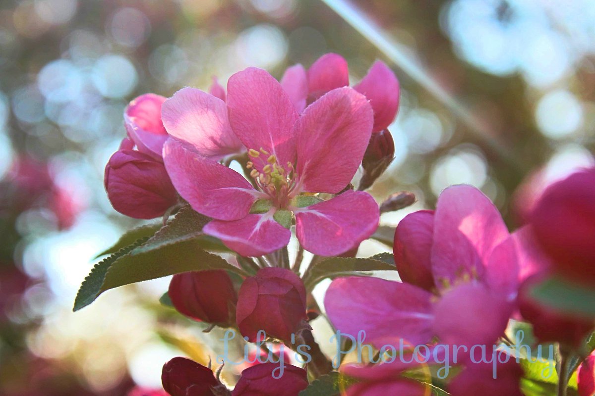 Lilygraceq's tweet photo. Here is some of my photography guys!! https://t.co/crOhP5B0Me