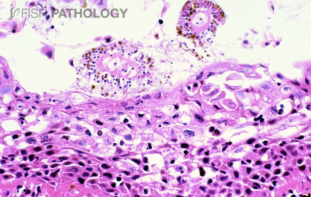 PathologyFish's tweet photo. Nueva publicación en #FishPathology: "Jellyfish Lesions In Fish – Histopathology". Para acceder al artículo completo ingresa a este link: https://t.co/dYeaEB4hZe https://t.co/NjzY195bnM