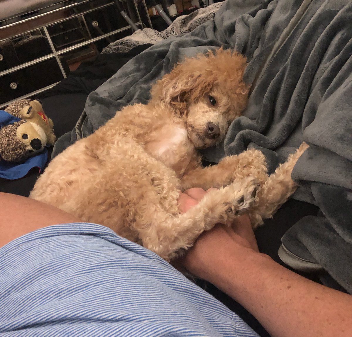 My dads bed is so comfy!