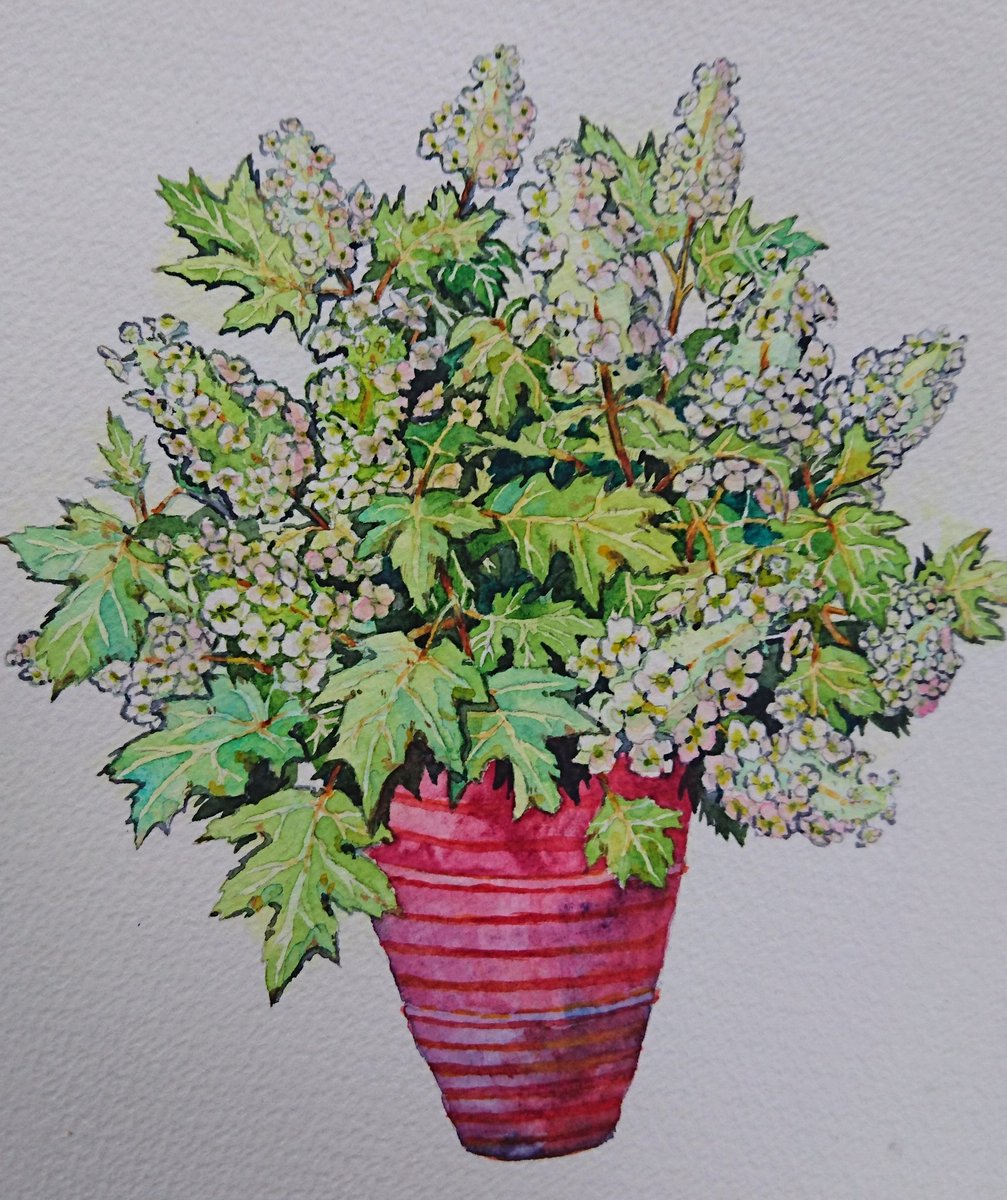 Twoucan 柏葉アジサイ の注目ツイート イラスト マンガ