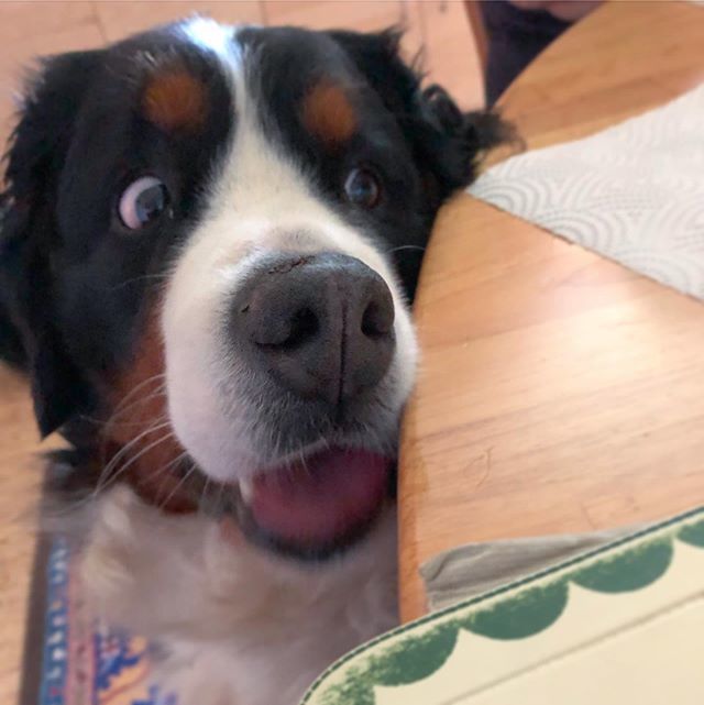 narabernese's tweet photo. Oh hello. That looks interesting. Can I has? .
.
.
.
.
#tablelook #tabledog #dogtable #doglook #watchdog #canihas #want #bernersennenhund #bernesemountaindoglovers #bmd #bernerlovers #bernese #berneselove #berner #bernesemountaindog #prettydog #bernerlov… https://t.co/9hrY5RMIOM https://t.co/68b2xlyM3Y