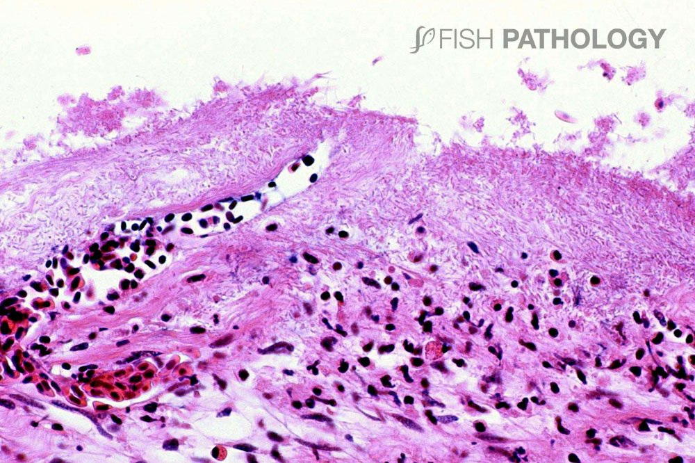 VehiceLab's tweet photo. Nueva publicación en #FishPthology: "Jellyfish Lesions In Fish – Histopathology". Para acceder al artículo completo ingresa a este link: https://t.co/qKphpxWQ1B https://t.co/xOIfhX7Ay0
