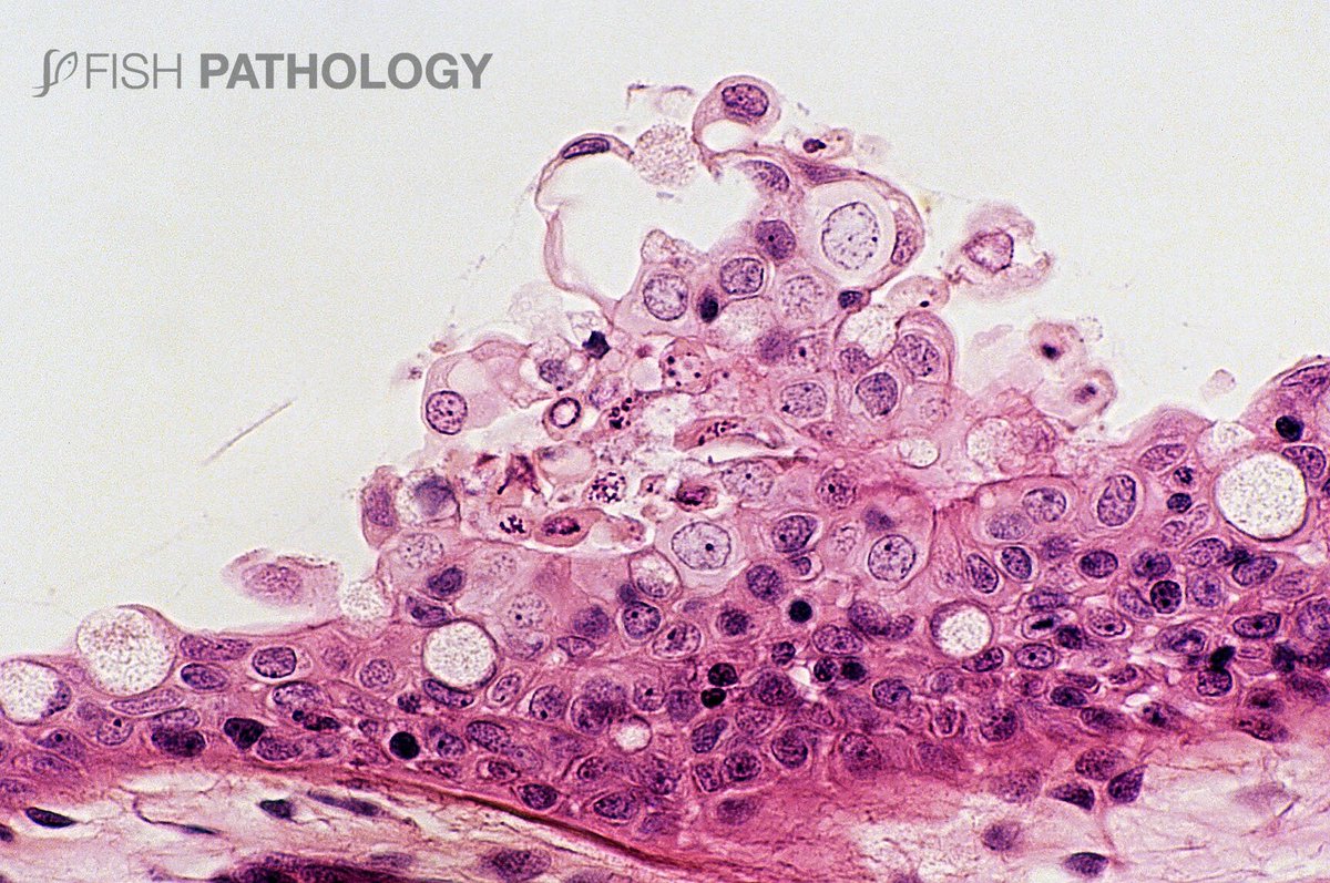 VehiceLab's tweet photo. Nueva publicación en #FishPthology: "Jellyfish Lesions In Fish – Histopathology". Para acceder al artículo completo ingresa a este link: https://t.co/qKphpxWQ1B https://t.co/xOIfhX7Ay0