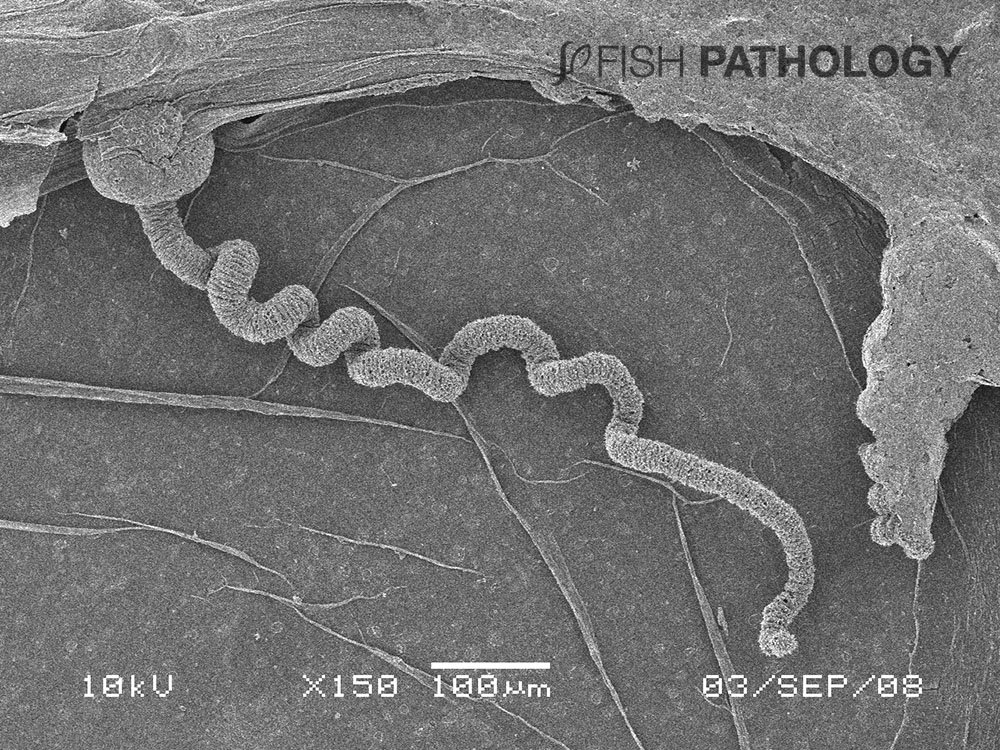 VehiceLab's tweet photo. Nueva publicación en #FishPthology: "Jellyfish Lesions In Fish – Histopathology". Para acceder al artículo completo ingresa a este link: https://t.co/qKphpxWQ1B https://t.co/xOIfhX7Ay0