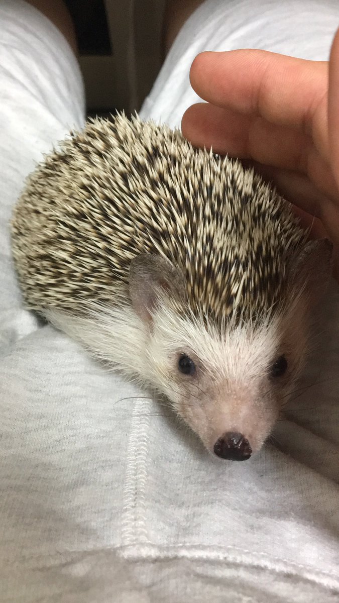laurier0215's tweet photo. ろーりえちゃんが先日亡くなりました。急にご飯食べなくなって���院行ったり、ご飯変えてみたりしました。引っ越したので環境の変化が大きかったのかもしれないです。高校生３年間とちょっと一緒に過ごしました。大学合格まで見送ってくれたのかな、これから本当の一人暮らしです。いままでありがとね https://t.co/ezbXtMyZQn