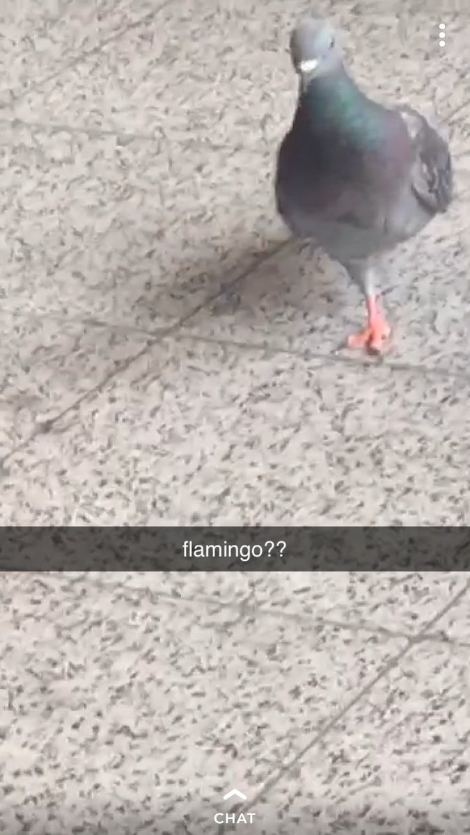 Khhoshekh's tweet photo. The best Snapchat @scandiumss has ever sent me. https://t.co/7kQJpYQnny
