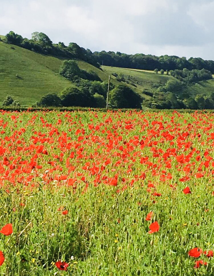 This is our seed crop of poppies at our trial site in Swallowcliffe.

Perfectly in flower ready for the D-Day landing anniversary!

#DDay75years #dday #LestWeForget