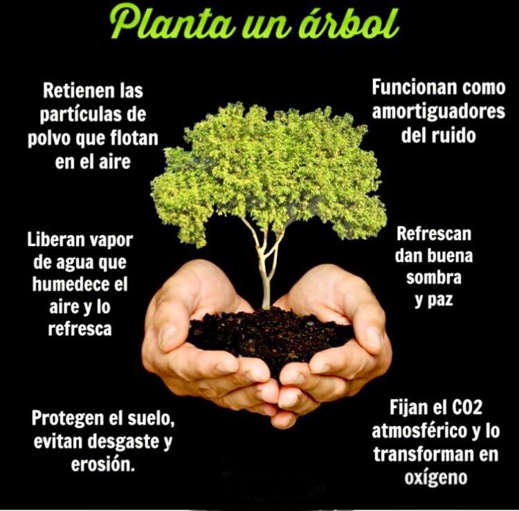 biogaiaorg's tweet photo. Si sembrar un árbol nos da tanto beneficios, entonces ¿porque sólo lo plantamos y no lo cuidamos? Del 100% de especies jóvenes sembradas solo el 25 % llega a la etapa adulta. Ya sea en parques o áreas urbanas el abono líquido es la mejor opción #DiaMundialDelMedioAmbiente https://t.co/OBnCAdU7KJ