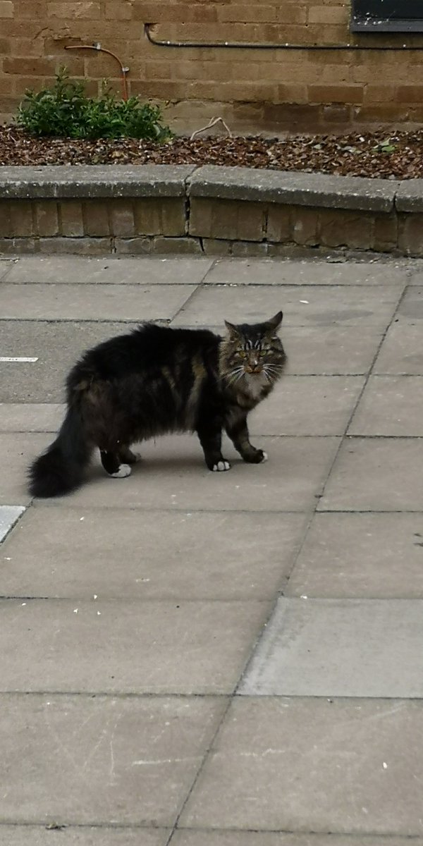 barnetsouthgate's tweet photo. I thought I saw a pussy cat...

Meet "Barney" the College cat, Barney has been staying at Southgate Campus where staff have been feeding him Sheeba and have taken him to the vet. Barney isn't chiped so this Tweet is in the hope the owner comes forward! 

#MissingCat https://t.co/WXF7YVQ1oz