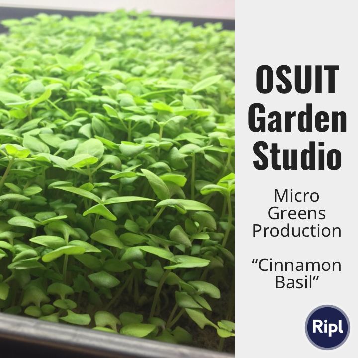 OSUITCulinary's tweet photo. The Garden Studio allows the school to grow our own lettuces, herbs and micro greens. A larger outdoor raised bed garden will be coming soon! We have 2nd year student Matt planting our garden crops for this term! @OSUIT #aquaponics #hydroponics https://t.co/7uPC6vXi4Z