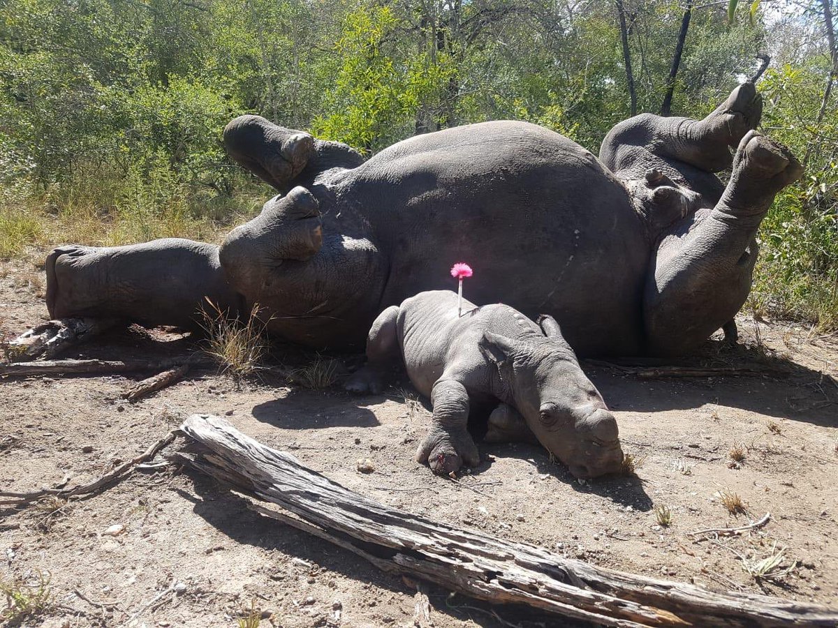 Steve Backshall tweet media