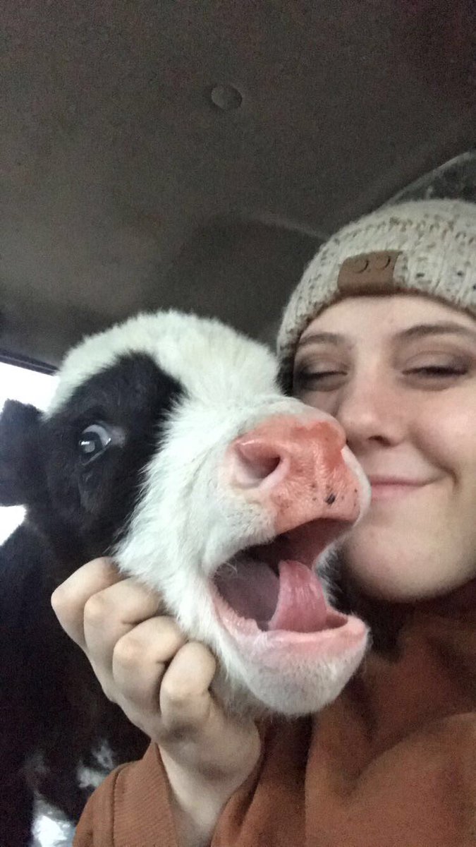 kelleew's tweet photo. @NancyLoo @WGNMorningNews @fairoaksfarms Makes me so sad! we raise beef cattle &amp; show some cattle! ❤️ our babies, momma’s, steers &amp; bulls! Note: this pic was taken in the pickup truck.  Meet Ozzy. https://t.co/Z4PzjWj4QX