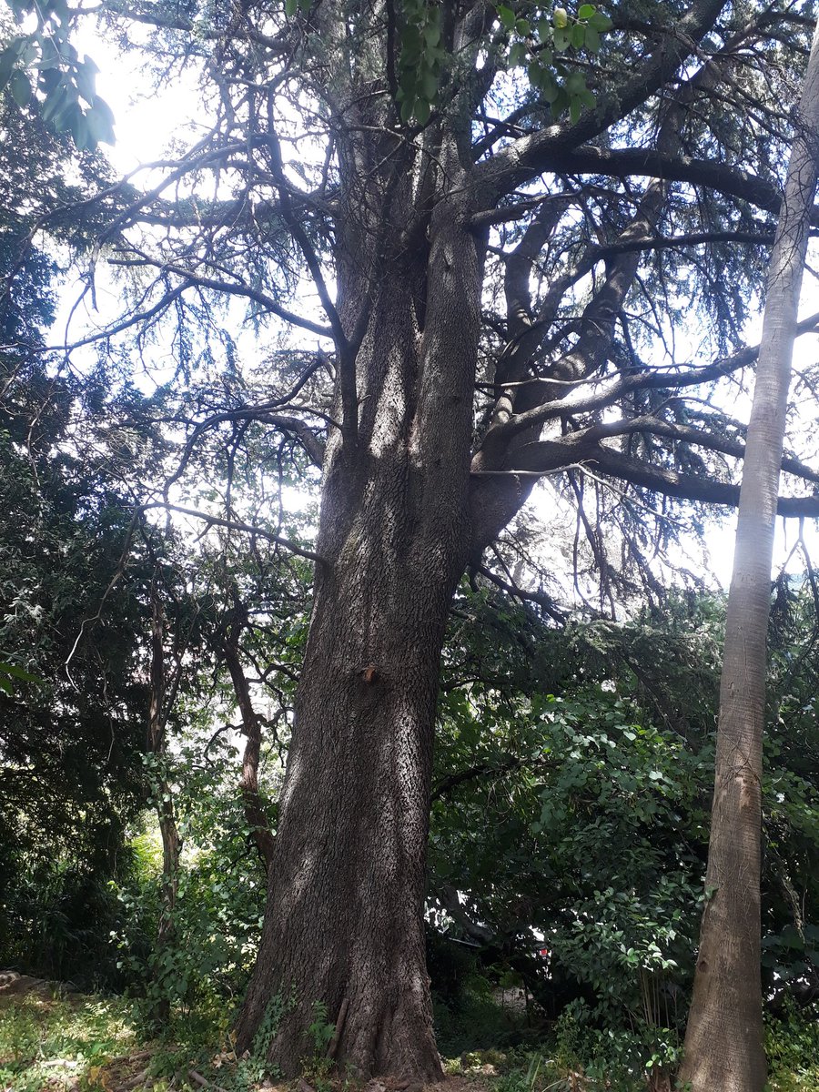 aytogata's tweet photo. En el DIA MUNDIAL del MEDIO AMBIENTE se solicita a la Junta EX la catalogación como ARBOL NOTABLE un cedrus atlantica del botánico https://t.co/qfkcdBYHQq