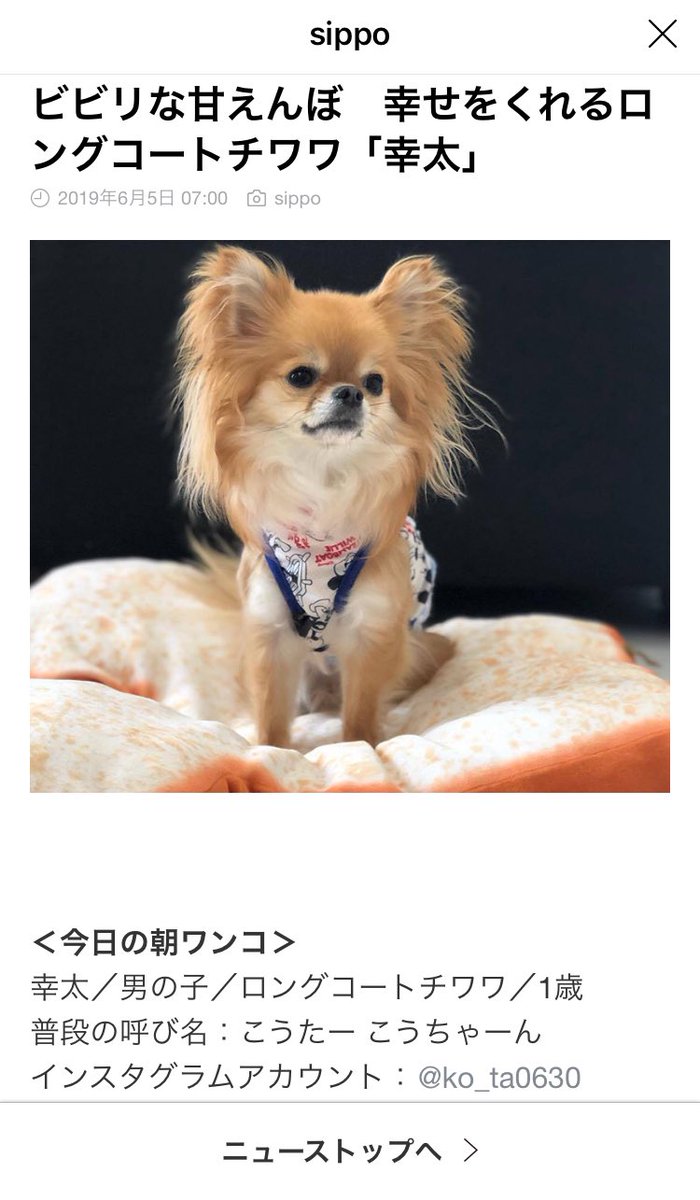 ayu_rwsh's tweet photo. うちの幸太がLINEニュースのりました🐶💗

#sippo
#LINEニュース https://t.co/QoPpoIA3lf