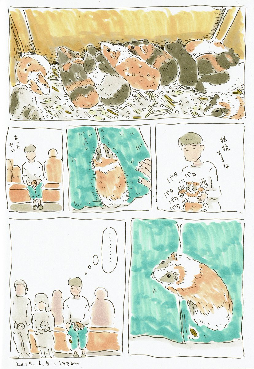 「モルモット」 