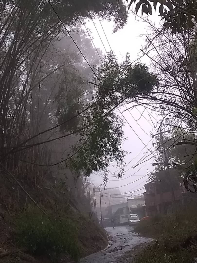 jss_fernandez's tweet photo. #5Jun Caída de Bambú sobre tendido eléctrico en #ElCalvario tiene #SinLuz a ese sector y a #LaLgunita, #ElCalvario y #AltoHatillo.
#CorpoelecNoSomosBuhos 
#ObservatorioVecinal 
@MonitorCiudad_ 
@VPITV 
@ReporteYa 
@CORPOELECinfo https://t.co/pIXCDMmPZi