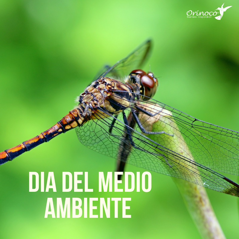 BusinessOrinoco's tweet photo. 🌎 Hoy celebramos el #DiaMundialDelMedioAmbiente 
“El mundo se salva si cada uno hace la tarea” #ReduceReusaYRecicla ♻ ¡Cuidémoslo! 💧🌱
#SinContaminaciónDelAire 💨#FelizMiercoles https://t.co/FDeU6eUc1j