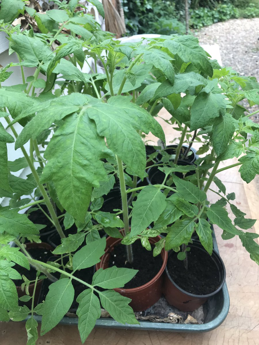 bloominwhit's tweet photo. Veg #plantsale  this #Saturday outside library 10-12am #whitstable 
Come along and buy our plants grown from seed to take home and get yummy veg from! Mostly Tomatoes, chilli and Aubergine..#local #gardening #plants https://t.co/2qSh5ySh11