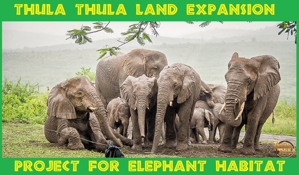 ROCK MEMORABILIA AUCTION TO HELP #ELEPHANTS 🎵 🐘❤️

Very Rare Signed Top Hat Kindly Donated By Guns N' Roses Legend Slash To Help Raise Funds For The @ThulaWildlife Land Expansion Project For Elephant Habitat.      

Please #BeKindToElephants &amp; bid today webstore.com/id=93783794
