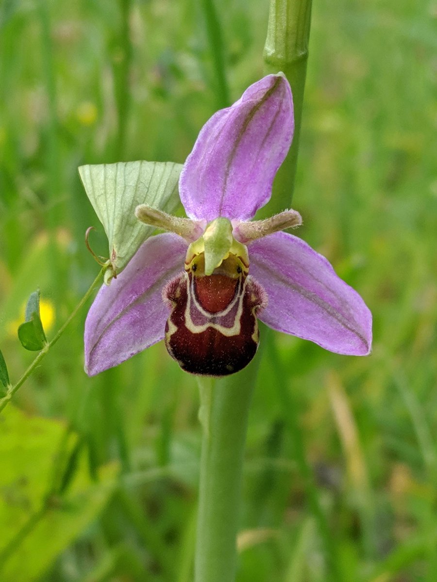 keith_langdon's tweet photo. Beautiful Bee #Orchids in flower on the outskirts of #Norwich this a'noon. Let's hope @NorwichCC (or whomever has jurisdiction) allow them to go unstrimmed! https://t.co/ldwXzbskMM