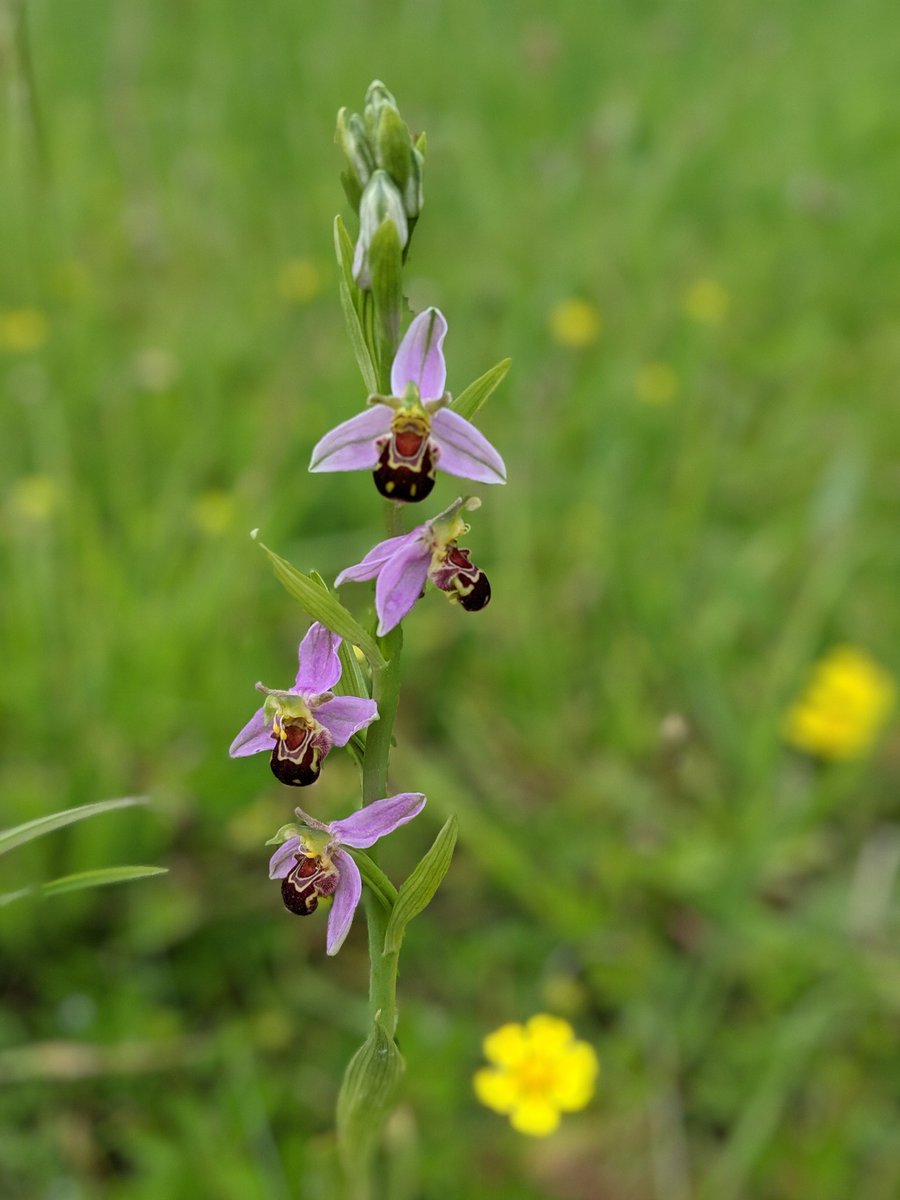 keith_langdon's tweet photo. Beautiful Bee #Orchids in flower on the outskirts of #Norwich this a'noon. Let's hope @NorwichCC (or whomever has jurisdiction) allow them to go unstrimmed! https://t.co/ldwXzbskMM