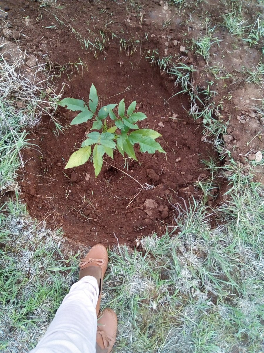 ChimeaHarriet's tweet photo. How many trees have you planted? Making Daystar green... Let's #BeatAirPollution #WorldEnvironmentDay #Daystartreeplanting #green https://t.co/r1huSE774m