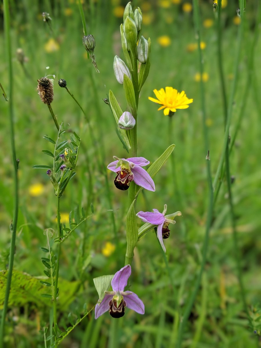 keith_langdon's tweet photo. Beautiful Bee #Orchids in flower on the outskirts of #Norwich this a'noon. Let's hope @NorwichCC (or whomever has jurisdiction) allow them to go unstrimmed! https://t.co/ldwXzbskMM