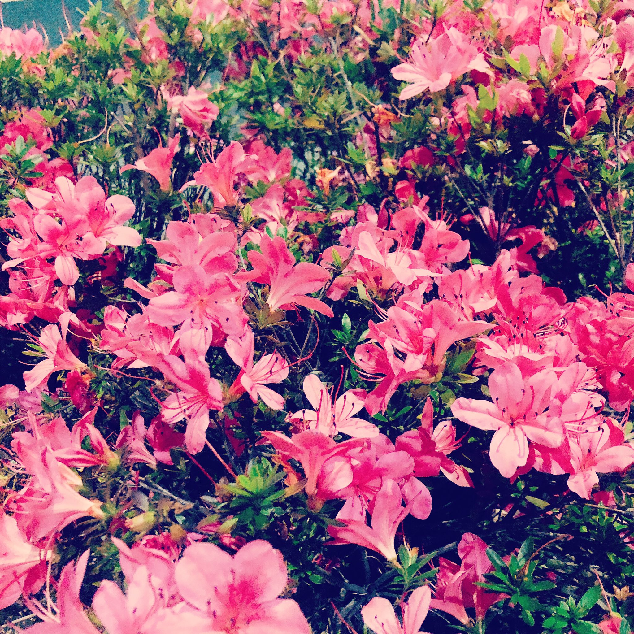 岩井まい 綺麗なお花ですね お花を見ると心が安らぎます お花 花 ピンク ピンク色 綺麗 きれい キレイ 美容 心 リフレッシュ リラックス 岩井まい 綺麗なお花ですね お花を見ると心が安らぎます お花 花 ピンク ピンク色 綺麗 きれい キレイ 美容 心 リフレッシュ リラックス