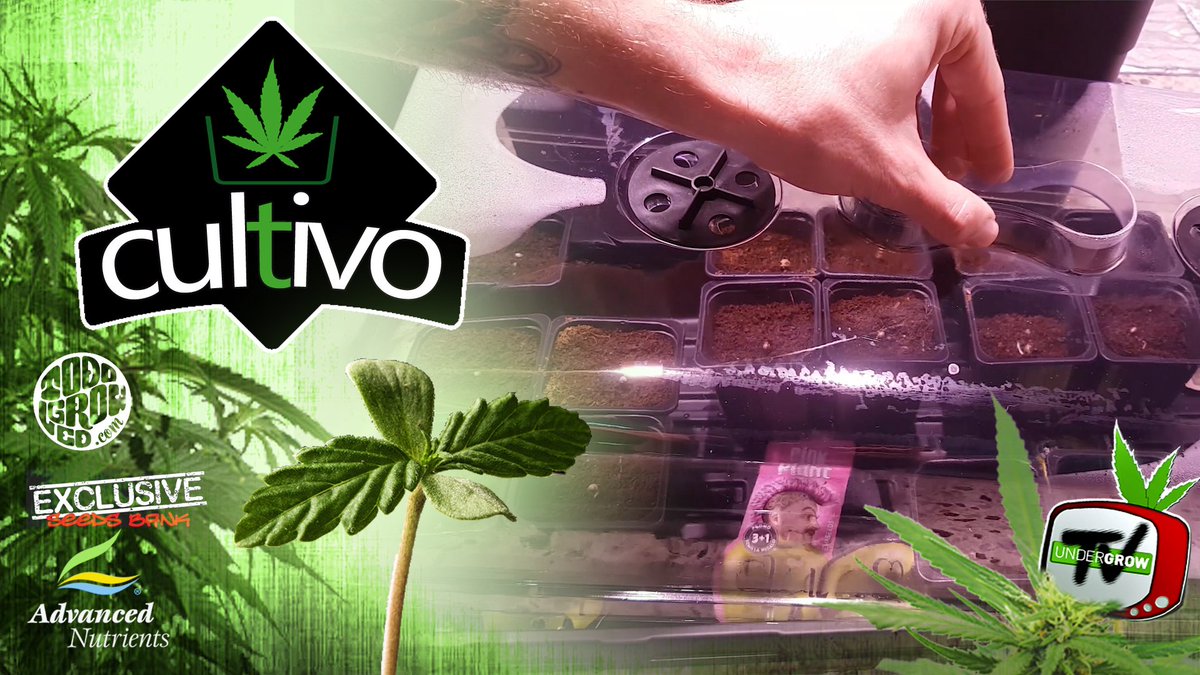 Cómo germinar #cannabis en invernadero. #420time youtu.be/agKW3X0rIc4