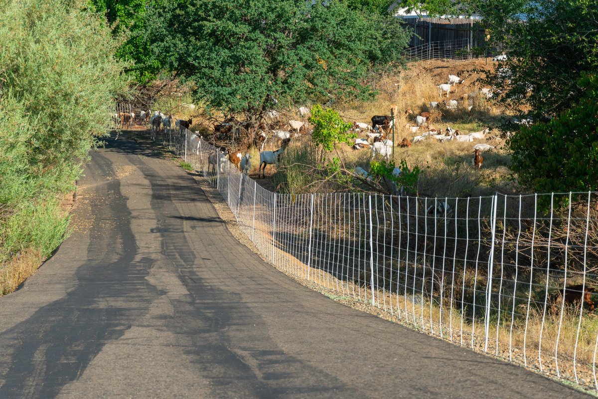 CityofFolsom's tweet photo. 🐐 The goats are out in force, providing weed abatement along the Oak Parkway Trail. For a full schedule of weed abatement, including where goats will be utilized, visit https://t.co/9Igua29yji. https://t.co/BJtYiKZEdz