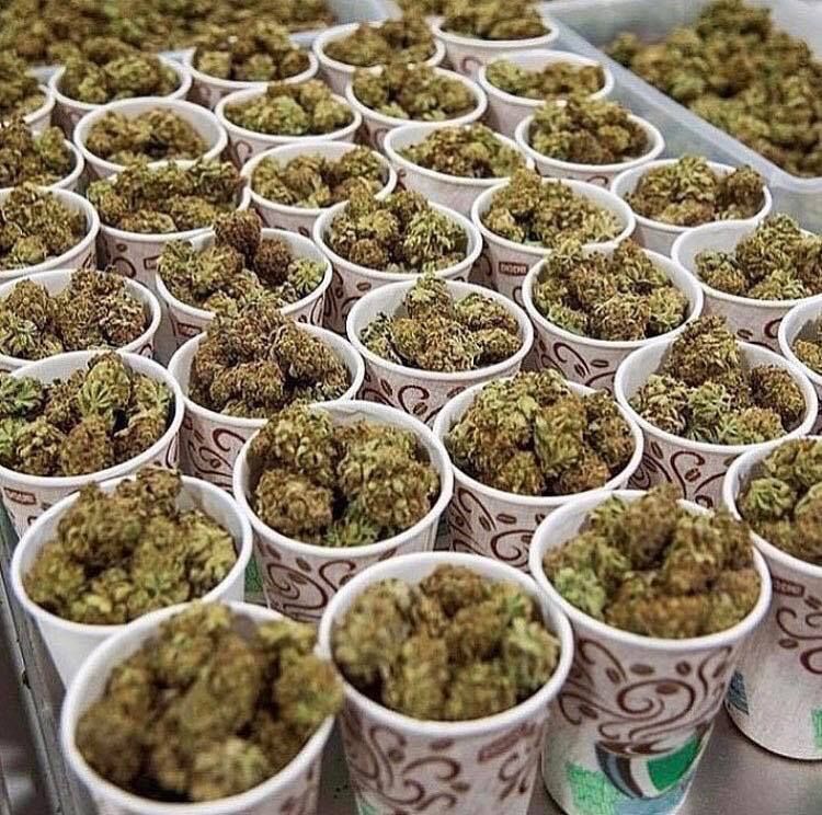 LizcoinIntern's tweet photo. Stay highdrated. https://t.co/DgpxY0shPm