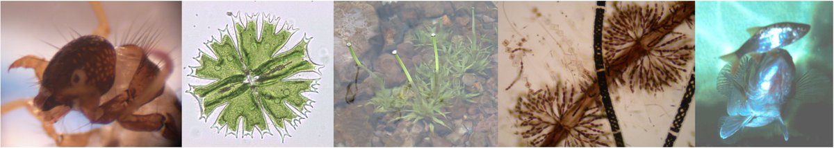gnfree_gf's tweet image. Happy #WorldEnvironmentDay from the some of the #WaterFrameworkDirective  biological groups you might find around a lake!