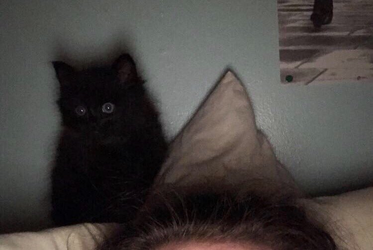 grace (@gracehanko) on Twitter photo 