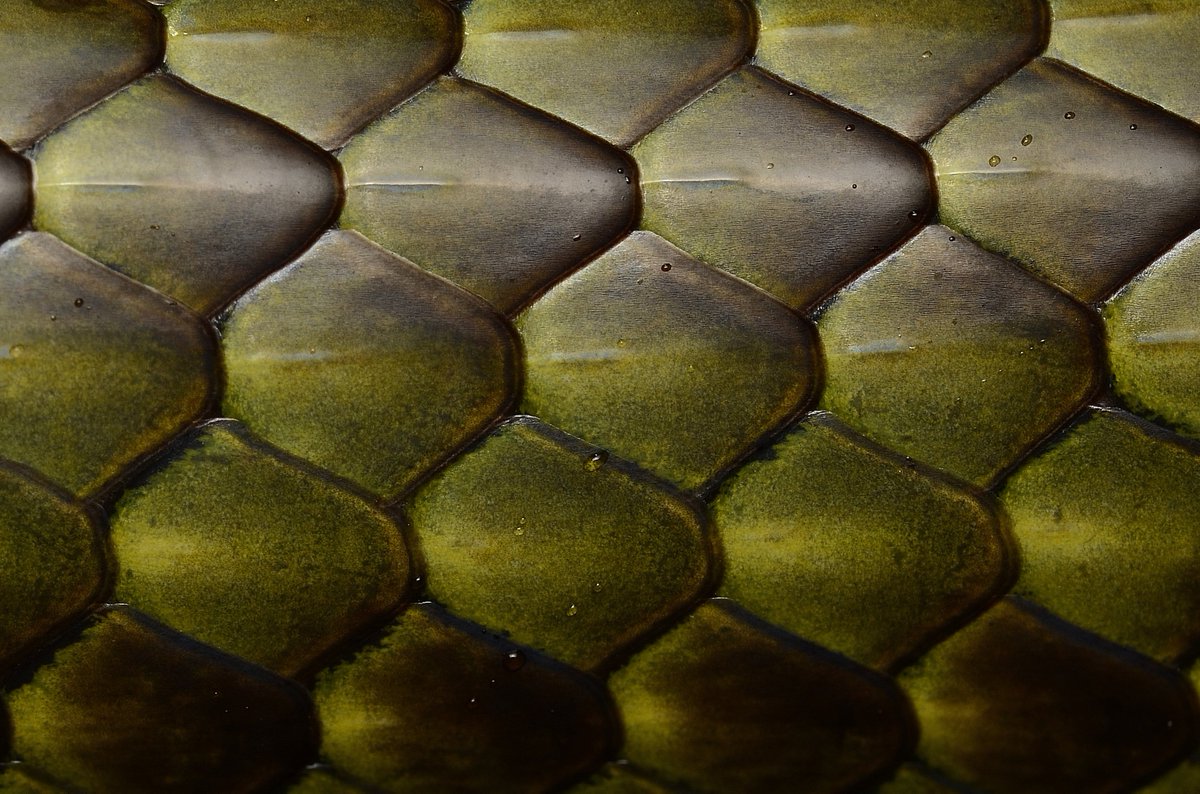 「爬虫類のディテールって美しいよね (すべて生きた状態で撮影)」|南のアルパカのイラスト