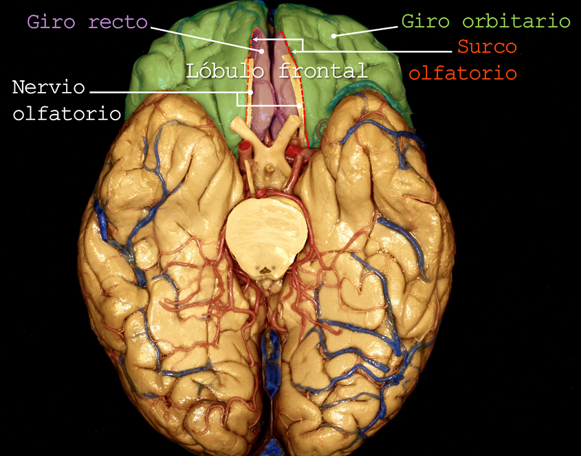 aeducar's tweet photo. Superficie cerebral basal 🧠
✅ | Leer: https://t.co/ujziy2OV8V
✒️ | Autor: Dr. Facundo Rodríguez, médico neurocirujano.
#anatomia #neuroanatomia #cerebro #craneo #cerebelo #troncocerebral #poligonodewillis #lobulofrontal #lobulooccipital #lobulotemporal #asociacioneducar https://t.co/cfHcclkooh